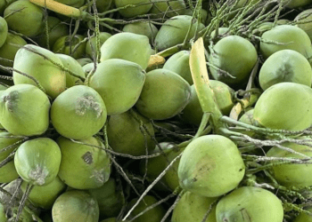 Giá dừa lao dốc, 50 nghìn mua được 12 quả