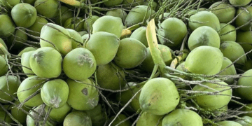 Giá dừa lao dốc, 50 nghìn mua được 12 quả