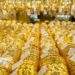 Giá vàng hôm nay 29/10 chao đảo, chuyên gia dự báo giá vàng mới nhất