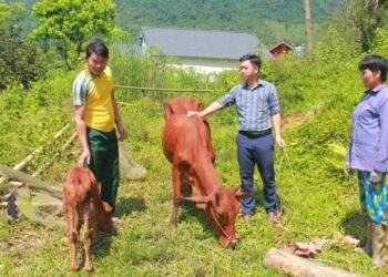 Giảm nghèo hiệu quả từ mô hình hỗ trợ chăn nuôi bò sinh sản ở Thái Nguyên