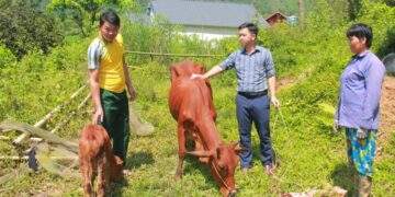 Giảm nghèo hiệu quả từ mô hình hỗ trợ chăn nuôi bò sinh sản ở Thái Nguyên