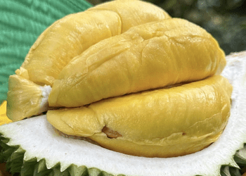 Government orders probe into durian chemical testing disruption