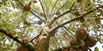 Malaysia farmers charged with money laundering involving $130,000 from illegally grown durians