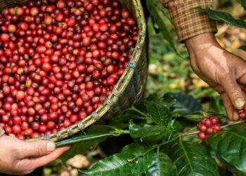 Mexico spending on Vietnamese coffee skyrockets nearly 35 times