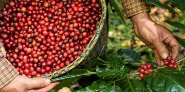 Mexico spending on Vietnamese coffee skyrockets nearly 35 times