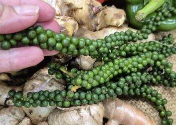 Mỹ chính thức miễn thuế đối ứng với cà phê, tiêu