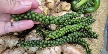 Mỹ chính thức miễn thuế đối ứng với cà phê, tiêu