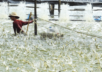 Ngành tôm Đồng bằng sông Cửu Long chuyển mình hướng tới tương lai xanh