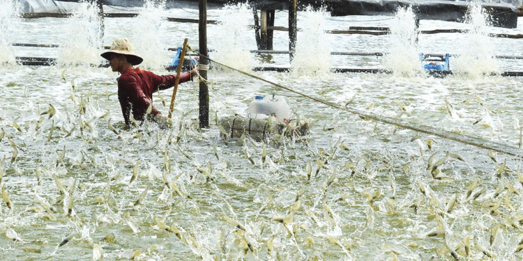 Ngành tôm Đồng bằng sông Cửu Long chuyển mình hướng tới tương lai xanh