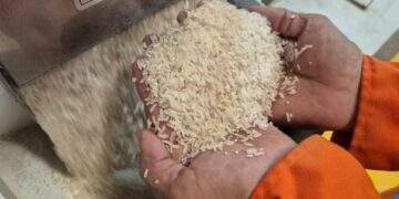 Những loại gạo nào có cơ hội ở thị trường nhập khẩu gạo tới 90%?