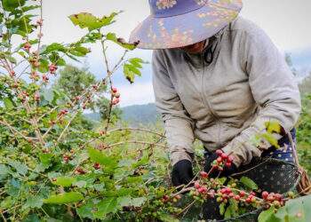Việt Nam đang đứng trên ‘mỏ vàng’ nông sản, nhưng có quá nhiều điểm nghẽn