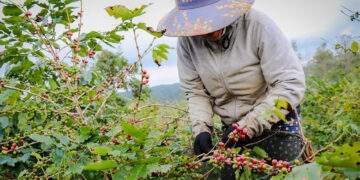 Việt Nam đang đứng trên ‘mỏ vàng’ nông sản, nhưng có quá nhiều điểm nghẽn