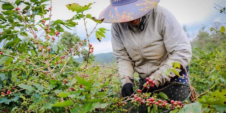 Việt Nam đang đứng trên ‘mỏ vàng’ nông sản, nhưng có quá nhiều điểm nghẽn