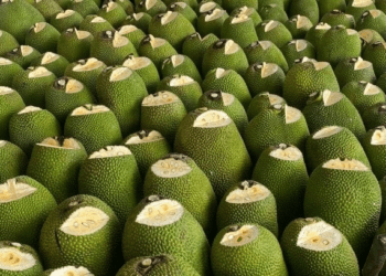 Vietnam gains approval for fresh jackfruit exports to China