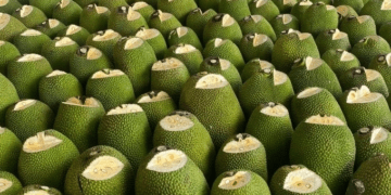 Vietnam gains approval for fresh jackfruit exports to China