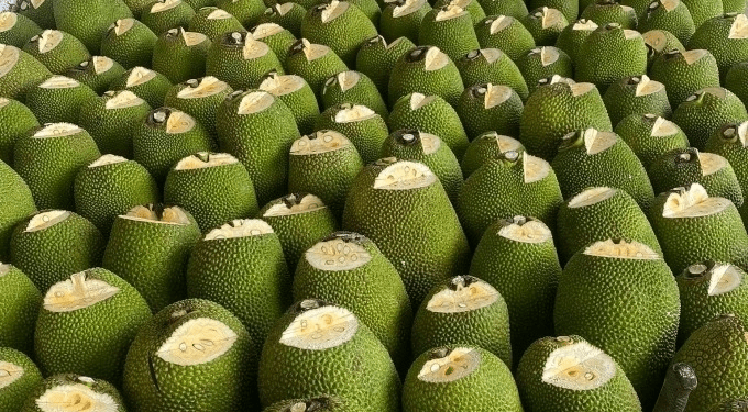 Vietnam gains approval for fresh jackfruit exports to China