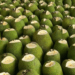 Vietnam gains approval for fresh jackfruit exports to China