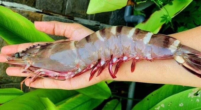 Vietnam’s exports to US soar to record levels