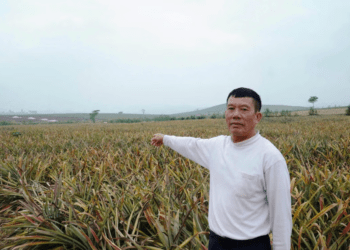 Toàn bộ diện tích hơn 2ha dứa của gia đình ông Lê Văn Cường đã không thể cứu vãn.