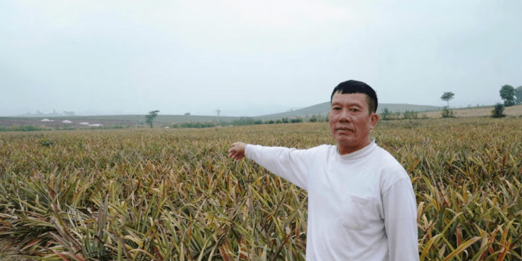 Toàn bộ diện tích hơn 2ha dứa của gia đình ông Lê Văn Cường đã không thể cứu vãn.