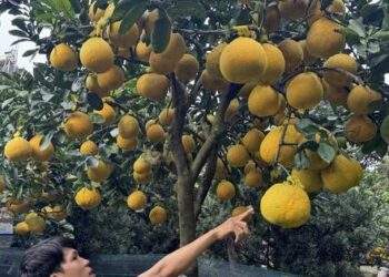 Bưởi Diễn tràn về TPHCM, giá bán tăng cao