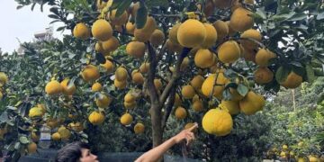 Bưởi Diễn tràn về TPHCM, giá bán tăng cao