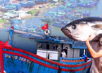 Đề án di dời hơn 2.500 tàu thuyền về cảng cá Tam Quan: ‘Nghĩ sâu, làm lớn’