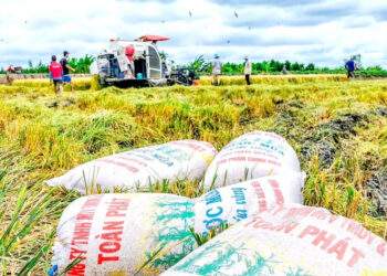 Giá gạo Việt giảm mạnh khi thị trường lớn nhất tạm dừng nhập khẩu