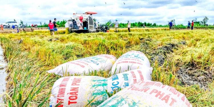 Giá gạo Việt giảm mạnh khi thị trường lớn nhất tạm dừng nhập khẩu