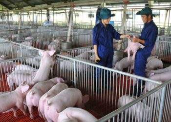 Giá heo hơi hôm nay, 16-12: Bật tăng dữ dội