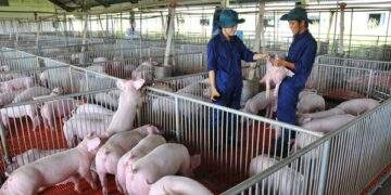 Giá heo hơi hôm nay, 16-12: Bật tăng dữ dội