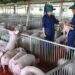 Giá heo hơi hôm nay, 16-12: Bật tăng dữ dội