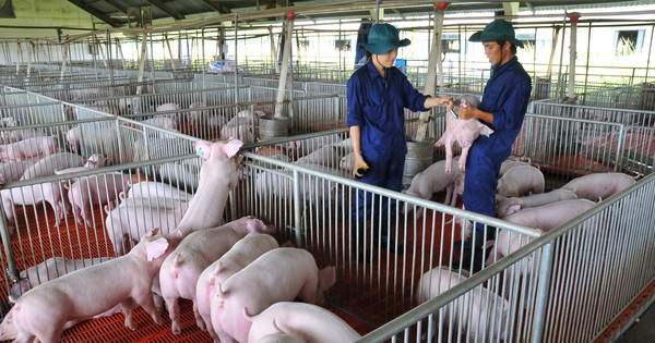 Giá heo hơi hôm nay, 16-12: Bật tăng dữ dội