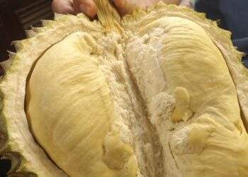 Giá sầu riêng trái vụ bất ngờ rớt mạnh