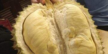 Giá sầu riêng trái vụ bất ngờ rớt mạnh