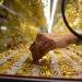 Gold price edges down - VnExpress International