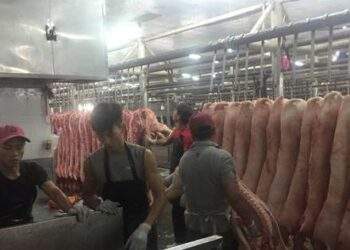 Heo mảng tại chợ đầu mối lập đỉnh mới