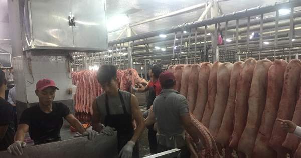 Heo mảng tại chợ đầu mối lập đỉnh mới