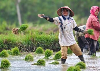 Indonesia to stop rice imports next year