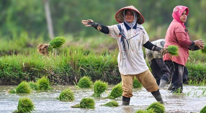 Indonesia to stop rice imports next year