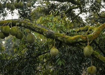 Malaysia seizes 1.2 tonnes of drugs from lab hidden in Penang durian orchard