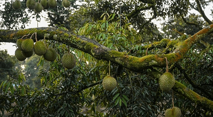 Malaysia seizes 1.2 tonnes of drugs from lab hidden in Penang durian orchard