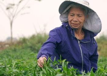 Ớt được mùa, được giá, nông dân Thanh Hóa dựng chòi canh suốt đêm