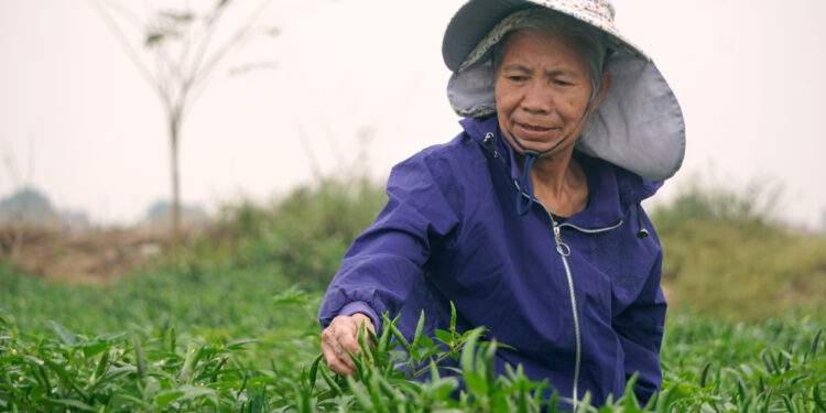 Ớt được mùa, được giá, nông dân Thanh Hóa dựng chòi canh suốt đêm