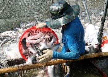 Pangasius exports forecast to reach $2.2B