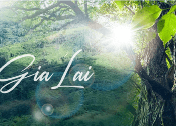 Phát huy lợi thế ‘rừng vàng’ vì mục tiêu phát triển bền vững