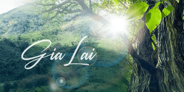 Phát huy lợi thế ‘rừng vàng’ vì mục tiêu phát triển bền vững