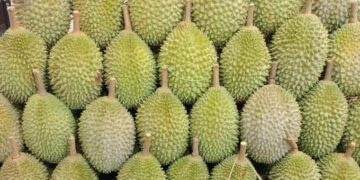 Singapore sees $30 all-you-can-eat Musang King durian buffet for year-end holiday