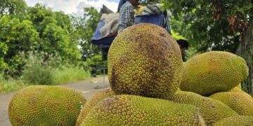 Thêm một loại trái cây phổ biến của Việt Nam được xuất khẩu chính ngạch sang Trung Quốc