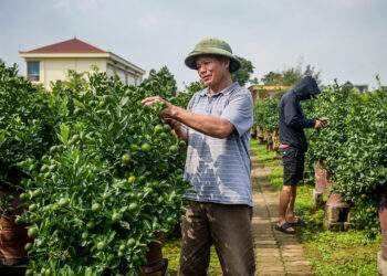 Thủ phủ quất Tết ở Ninh Bình 'cháy hàng' từ tháng 9, nhà vườn thắng lớn
